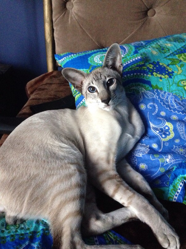 ������������ (��������� ���������������)