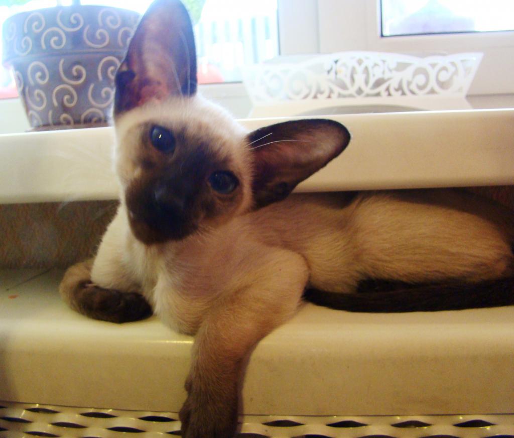 ������������ (��������� ���������������)