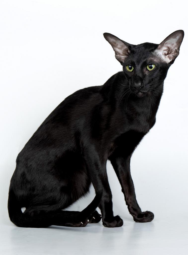 ������������ (��������� ���������������)