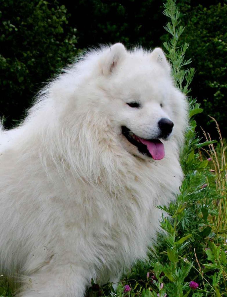 ������������� �������� �����