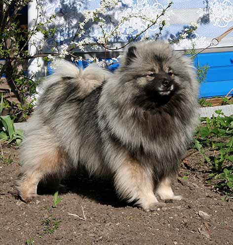 ������������� �������� �����