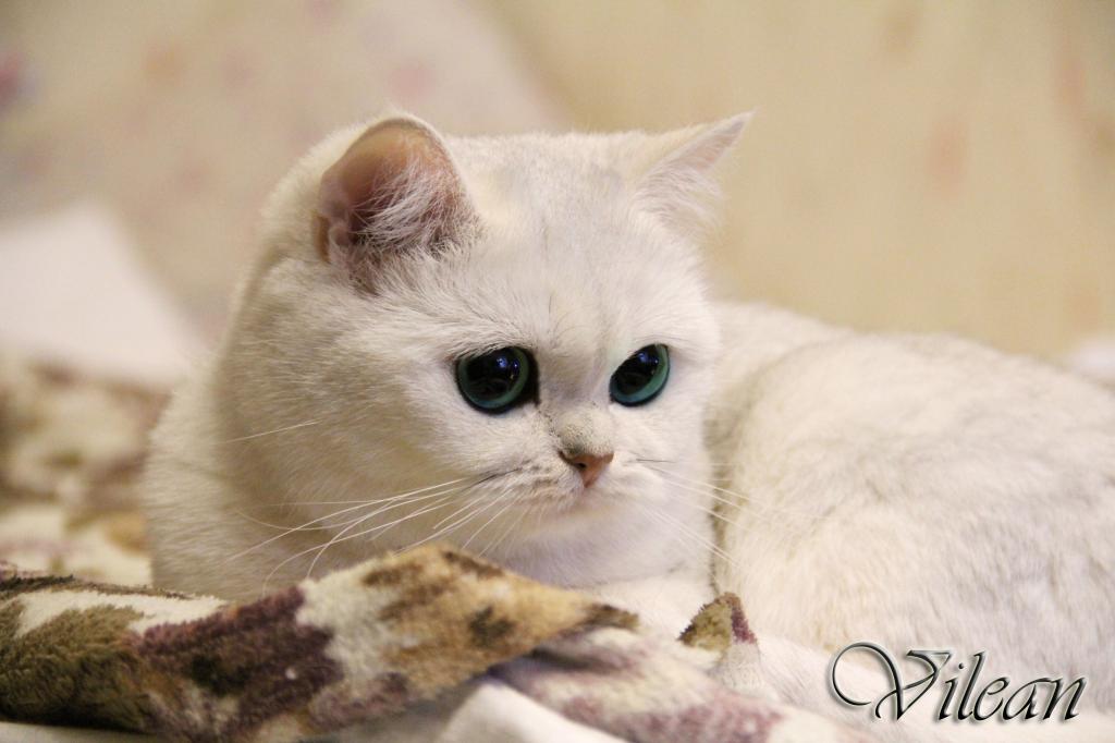 ������������� �������� �����