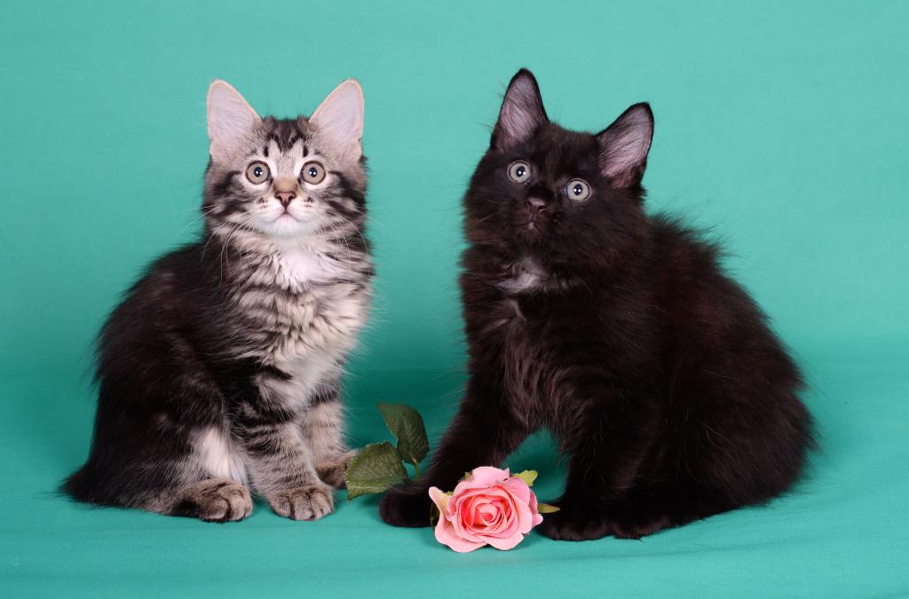 ���������� �������