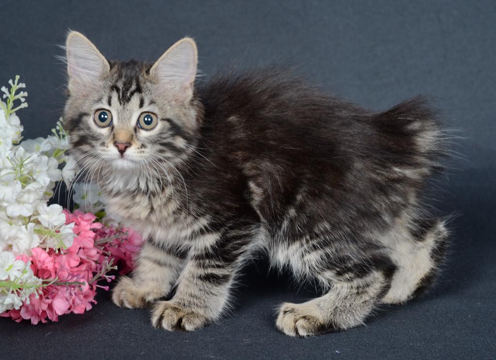 ���������� �������