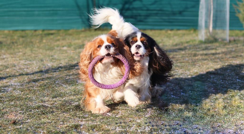 �������-����-������-�������� �� ��������� ����� Sun Delight