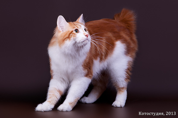 ���������� �������