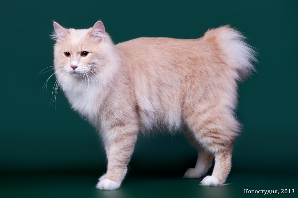 ���������� �������. ��������