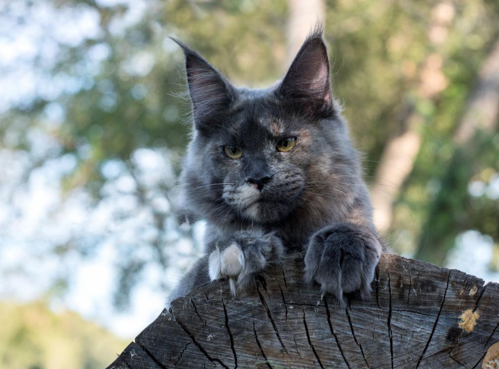 ����-��� �� ��������� ����� ���������