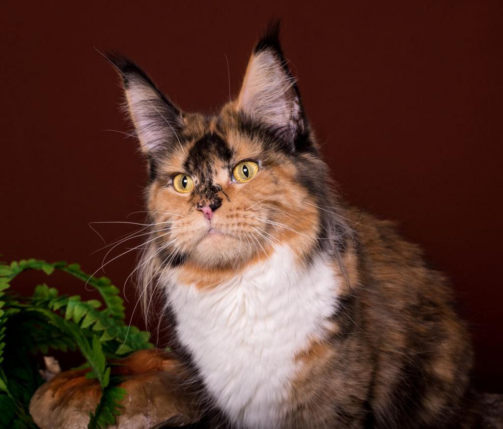 ����-��� �� ��������� ����� ���������