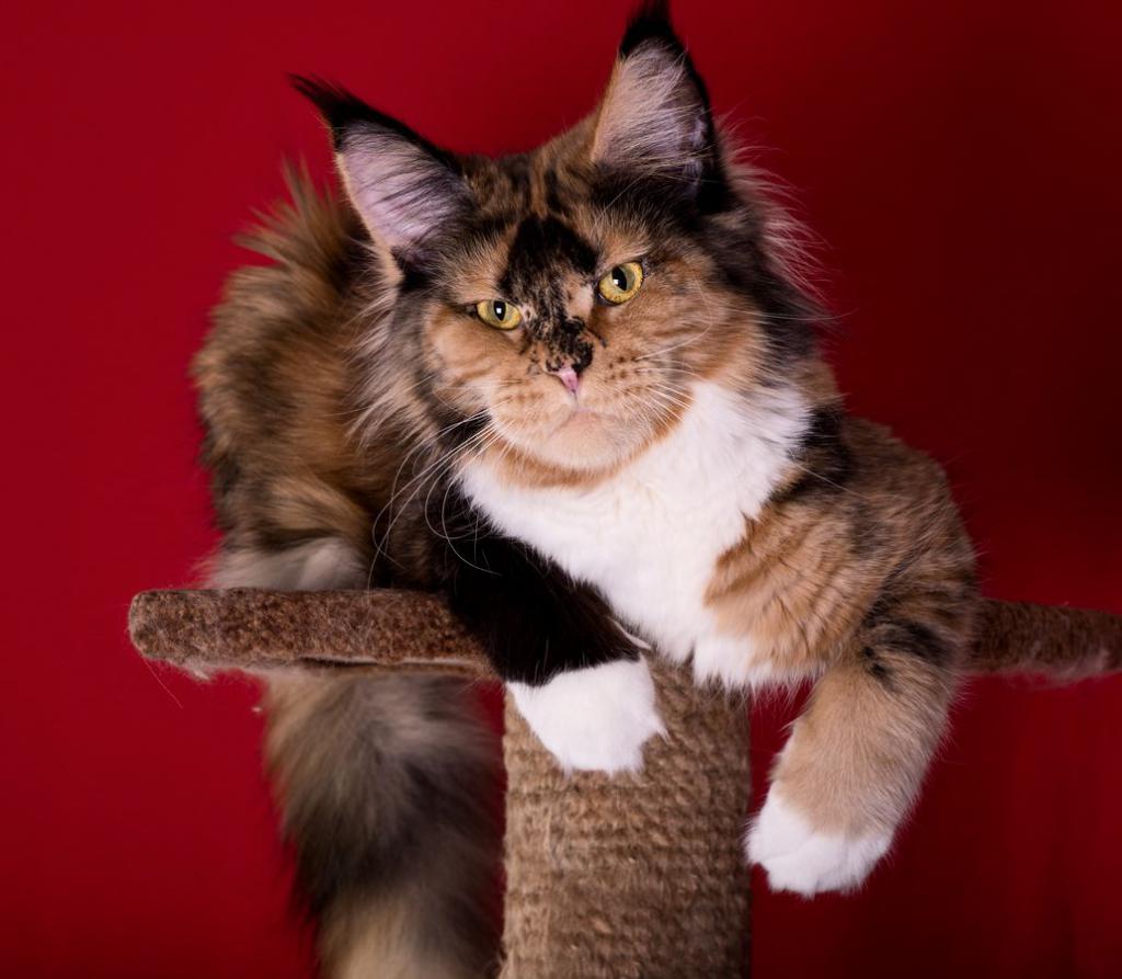 ����-��� �� ��������� ����� ���������