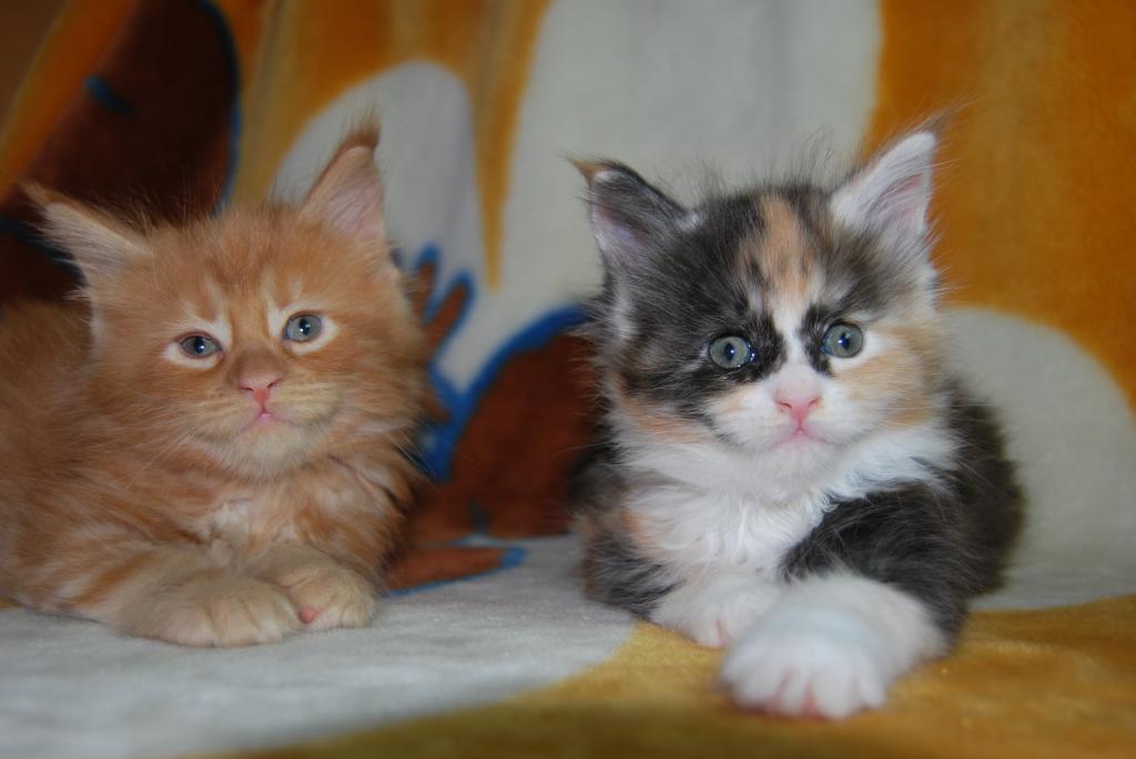 ����-��� �� ��������� ����� ��������������