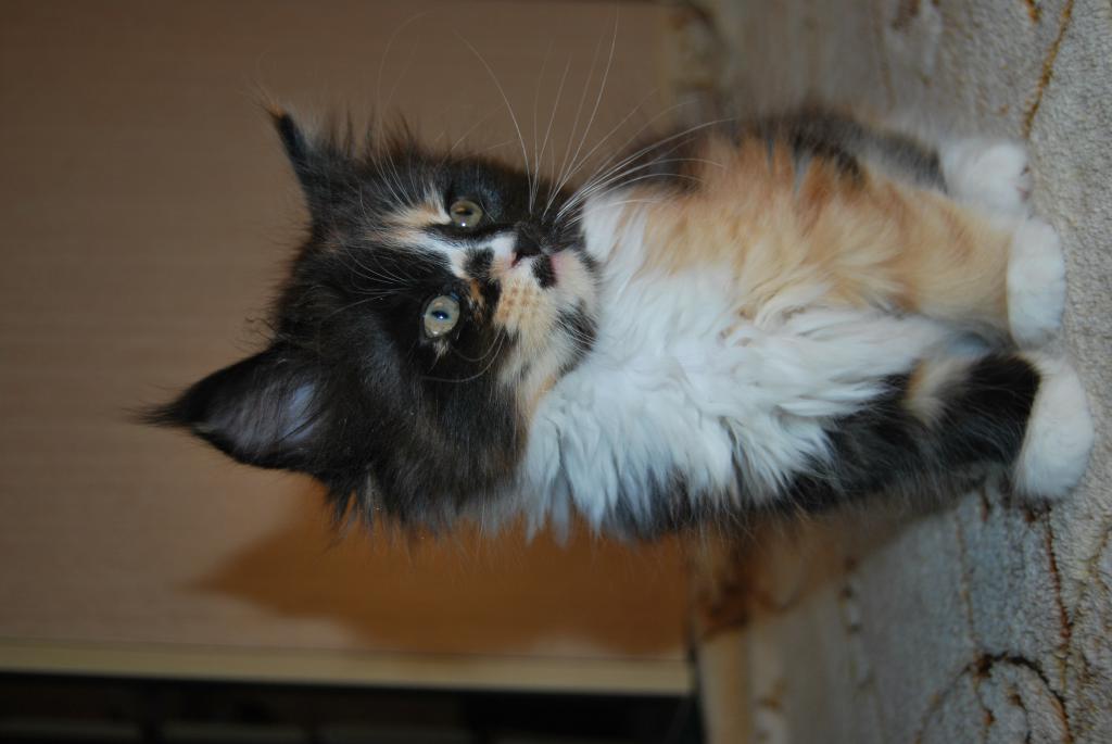 ����-��� �� ��������� ����� ��������������