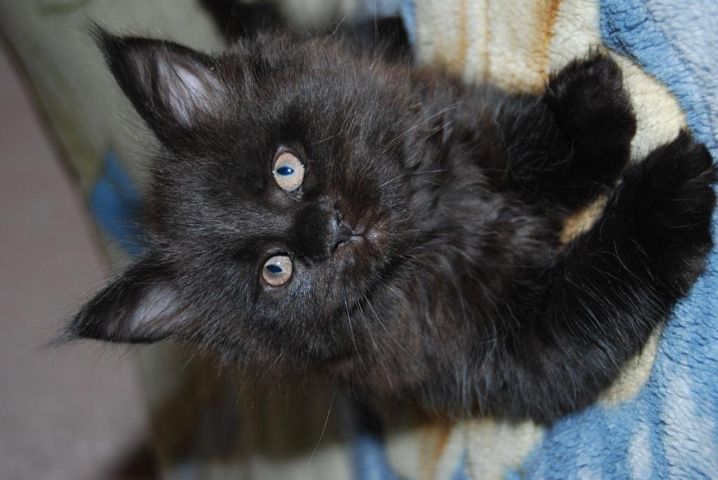 ����-��� �� ��������� ����� ��������������