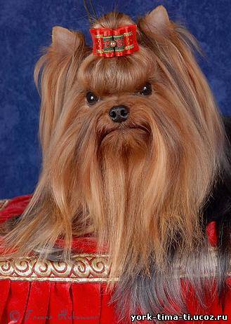 ����������� ������. ��������