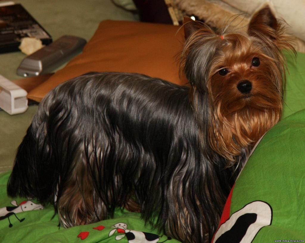 ����������� ������. ��������