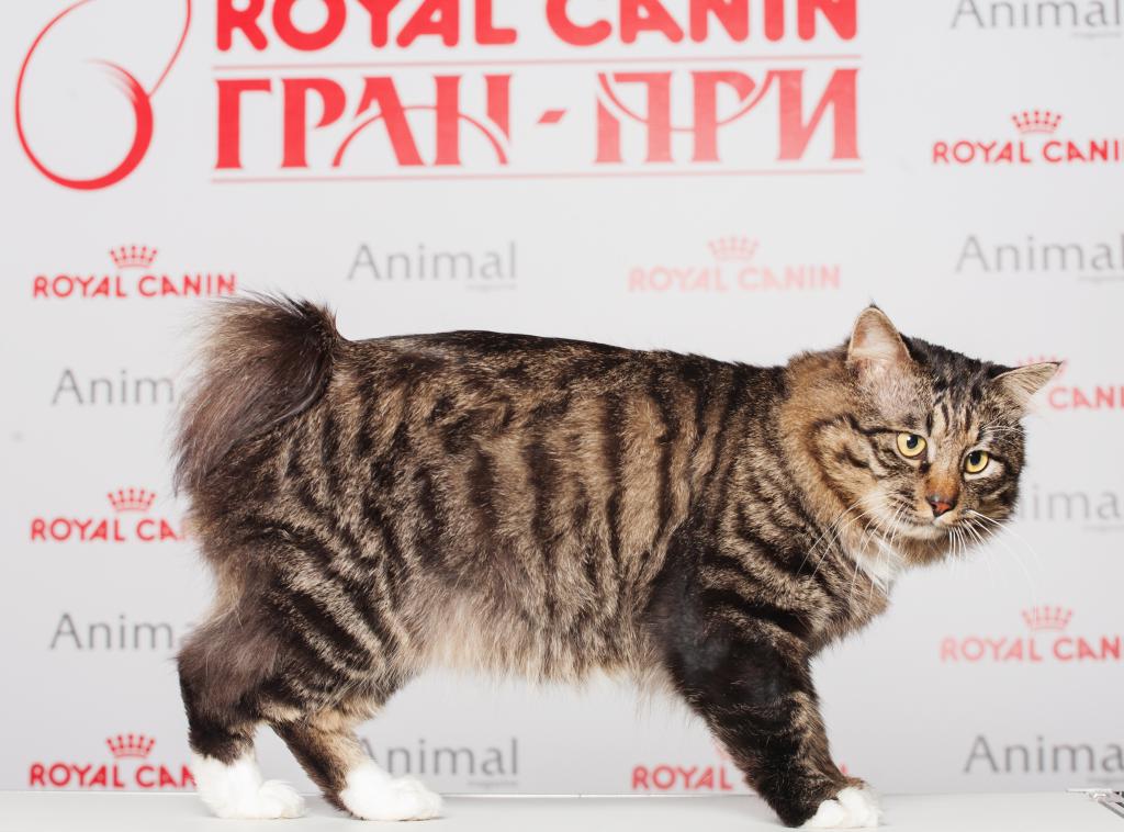 ���������� �������