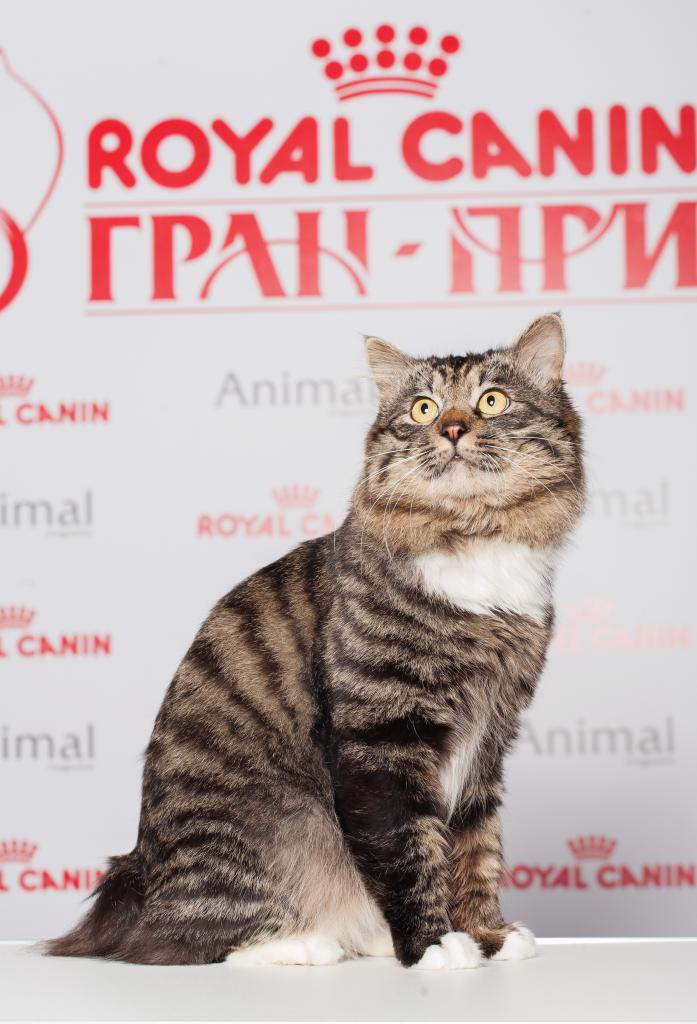 ���������� �������