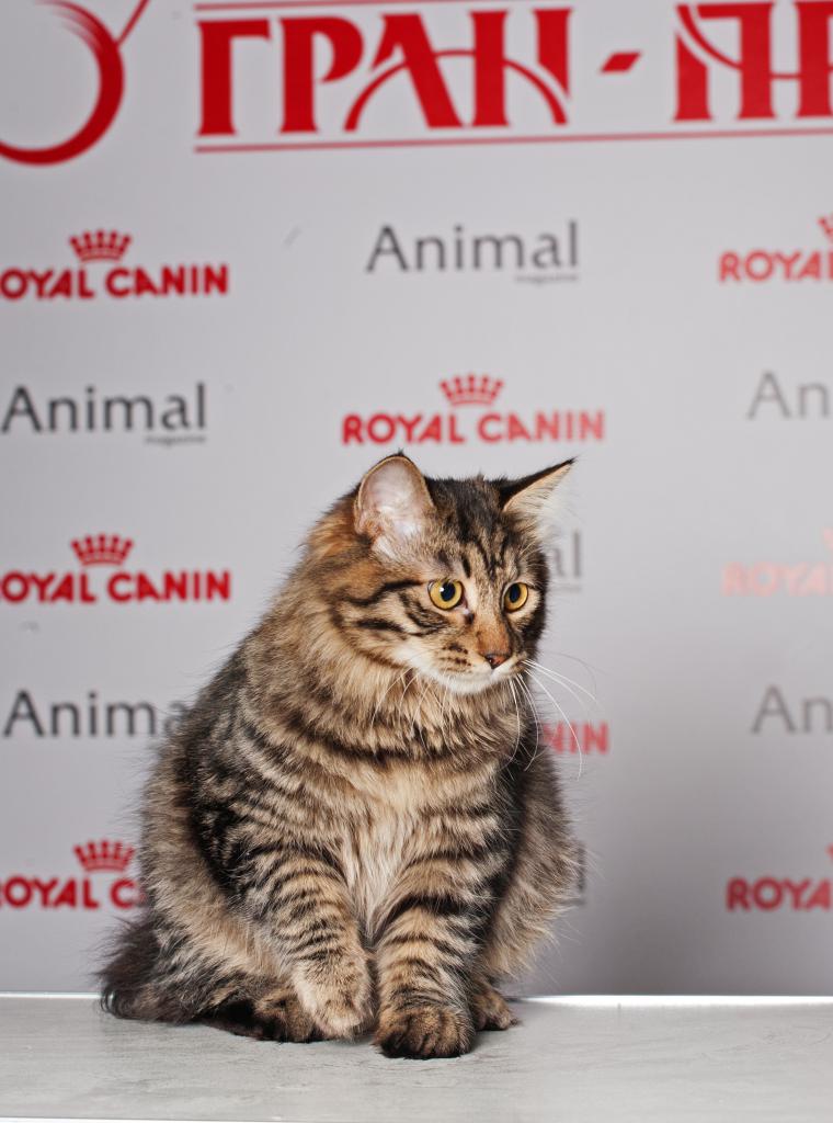 ���������� �������