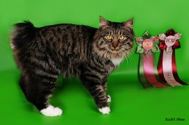 ���������� �������