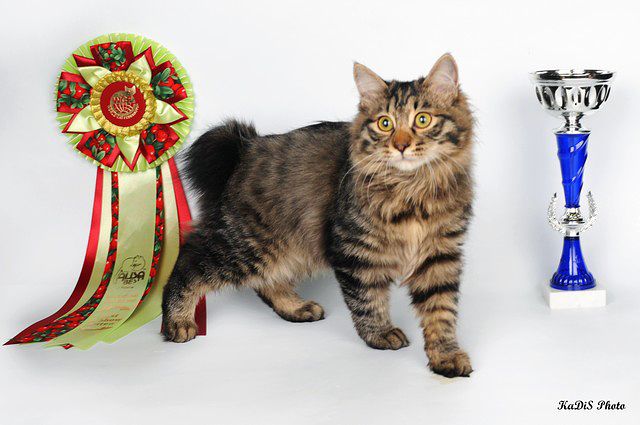 ���������� �������