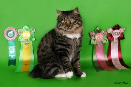 ���������� �������