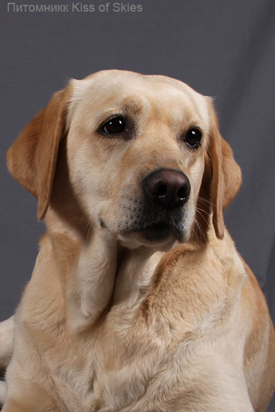 �������� ��������. ��������