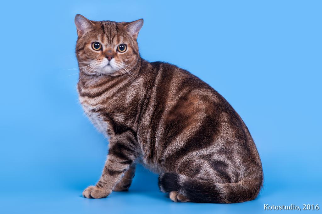 ������������� �������� �����