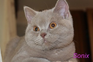 ���������� ��������������