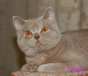 ���������� ��������������