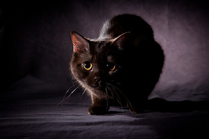 ���������� ��������������