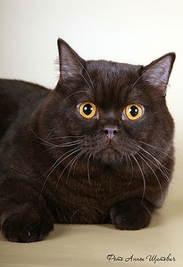 ���������� ��������������