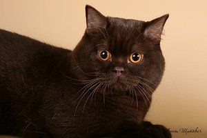 ���������� ��������������. ��������