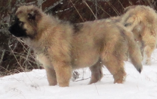 ���������� �������