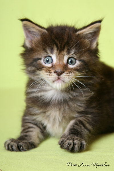 ����-���. ��������