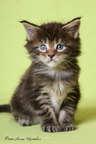 ����-���. ��������