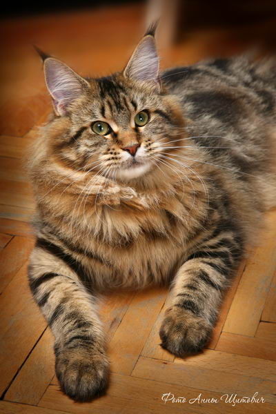 ����-���. ��������