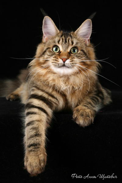 ����-���. ��������