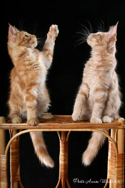 ����-���. ��������