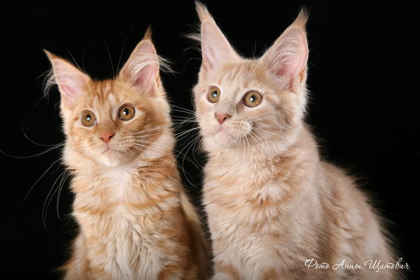 ����-���