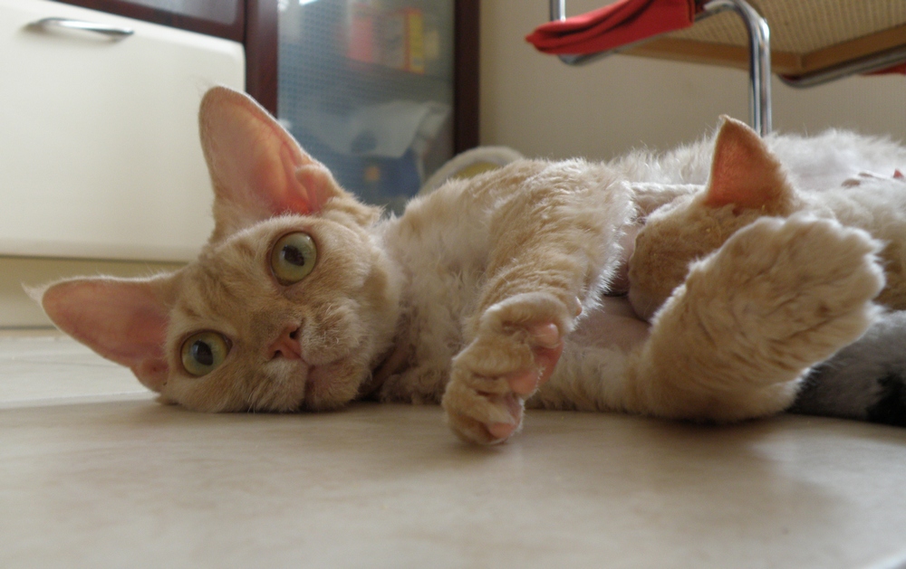 �����-����. ��������