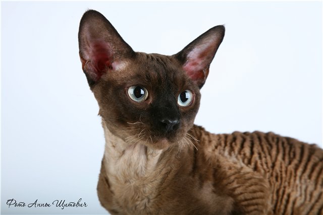 �����-����. ��������