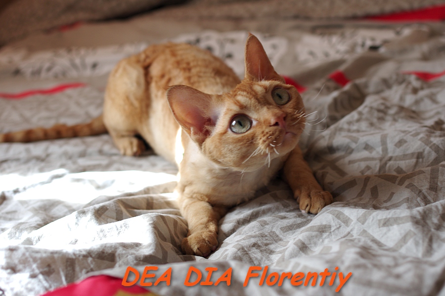 �����-����. ��������