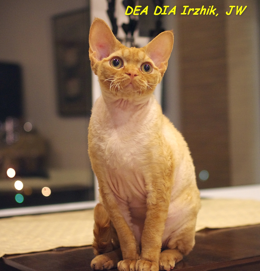 �����-����. ��������