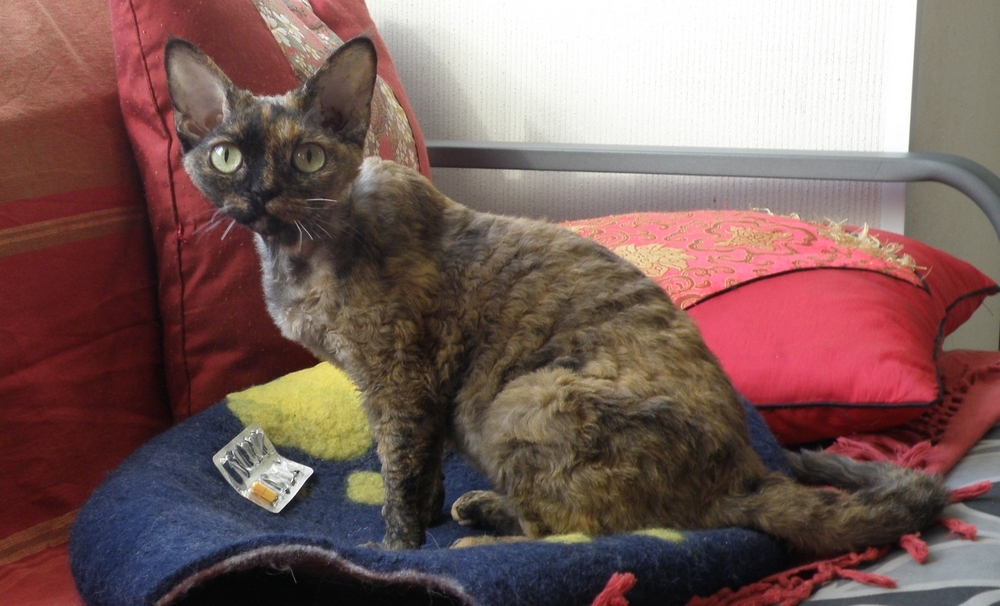 �����-����. ��������