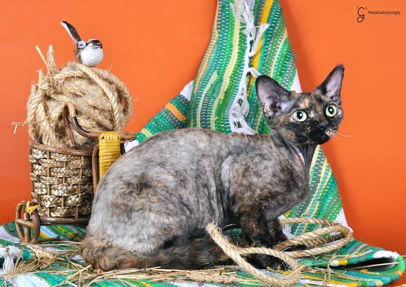 �����-����. ��������