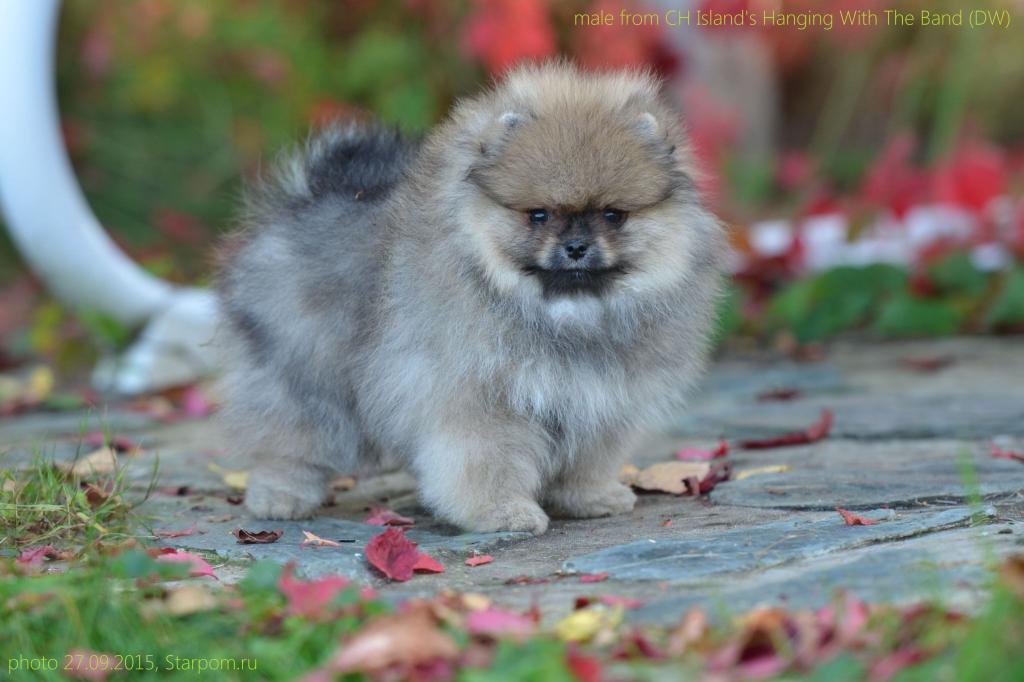 ����������� ����. ��������