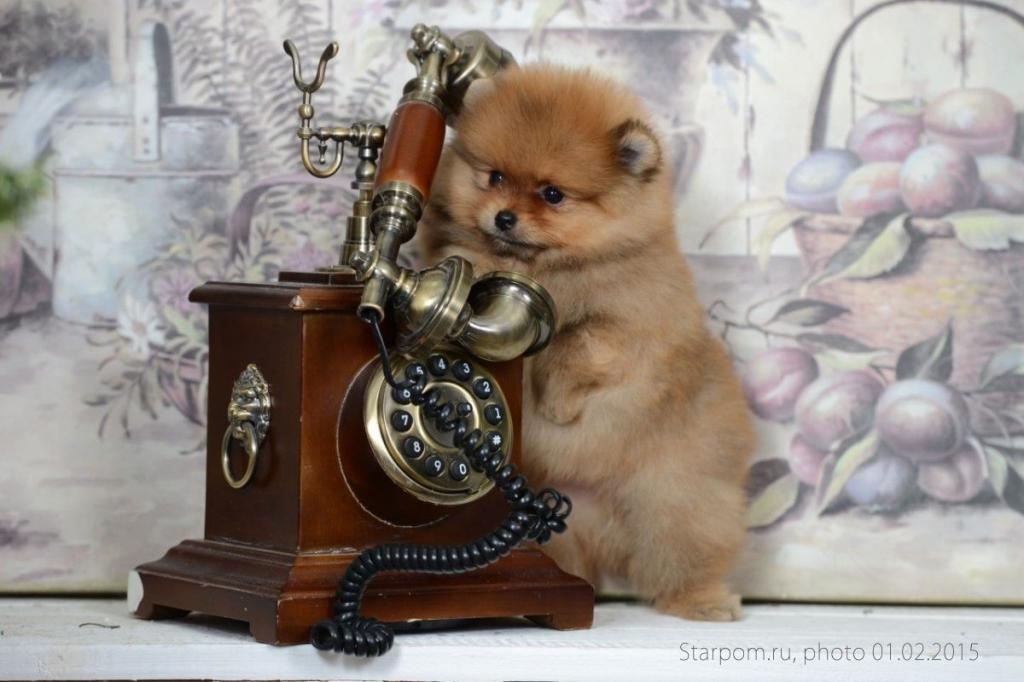 ����������� ����. ��������