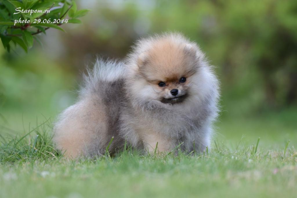 ����������� ����. ��������