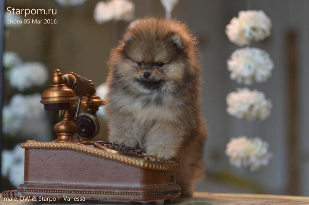 ����������� ����