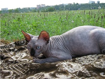 ������ (��������� ������). ��������